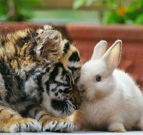 Things that make you go aww! Tiger cat and baby bunny 🐇 | Cute animals, Animals ...