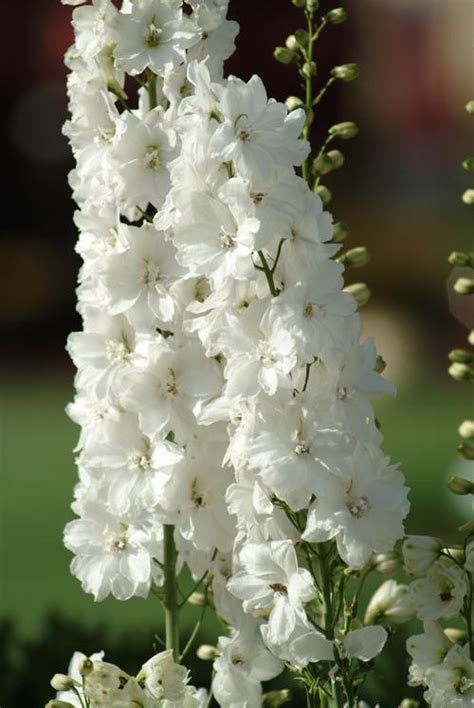 Larkspur Delphinium Elatum Guardian White From Growing Colors