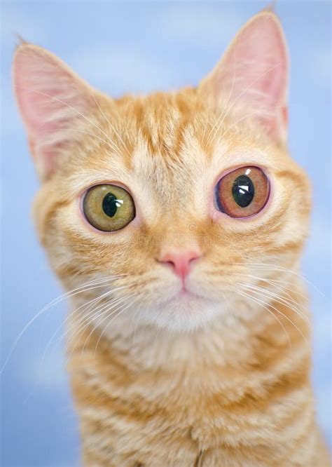 Big Eyed Kitty Cat Seymore Beanie Boo Stock Photo Image Of Purr