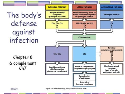 Ppt The Body’s Defense Against Infection Powerpoint Presentation Id 3098136