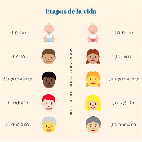 Las Etapas De La Vida En Español Spanishminute