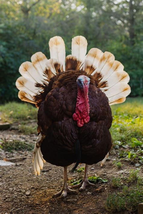 Wild Turkey What Do They Eat And How To Feed Them Wild Turkeys Are Richer In Their Meat Than