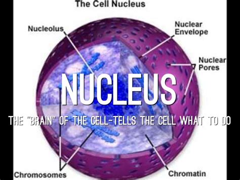How it is related to its function. Plant Cell by Suzanne