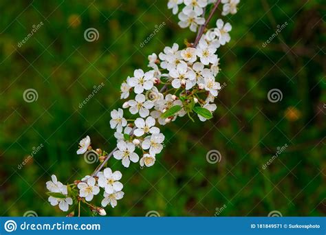 Close Photo Cherry Blossoms In Spring In May Beautiful White Flowers