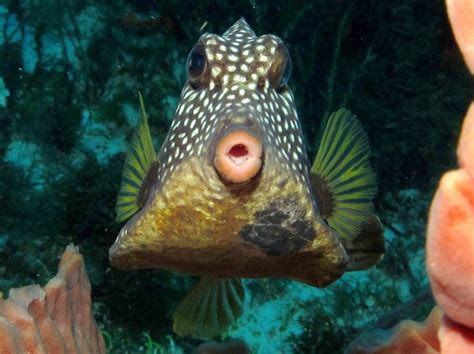 Top Caribbean Snorkeling Fish Are Movie Stars