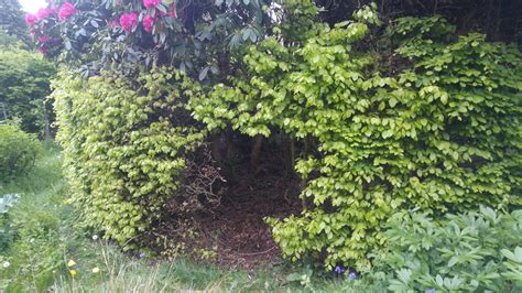 Dying Beech Hedge — BBC Gardeners' World Magazine