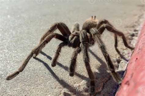 Tarantulas In Nevada