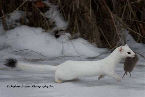 Ingham Nature Photography Inc Winter Weasel