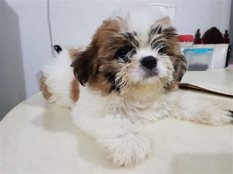 Crossbreed Shih Tzu And Japanese Spitz For Sale Adoption From Manila