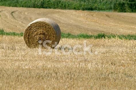 Stubble Field Hay Bale Stock Photo Royalty Free Freeimages