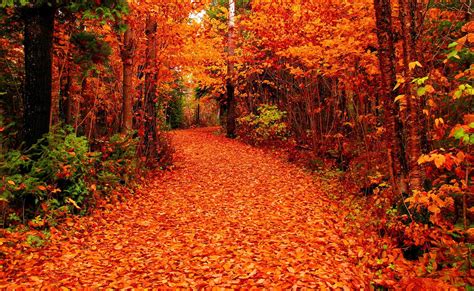 Free Photo Fall Autumn Leaves Plants Free Download