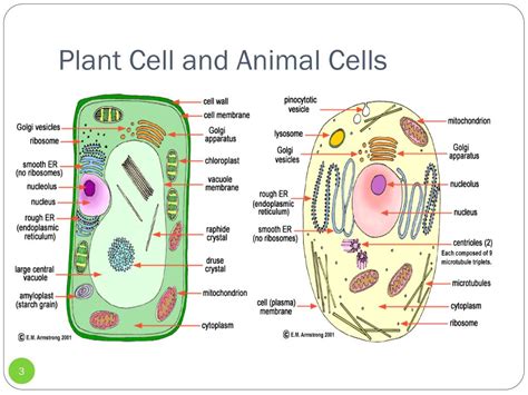 Animal cell and plant cell video. PPT - Plant & Animal Cells PowerPoint Presentation, free ...