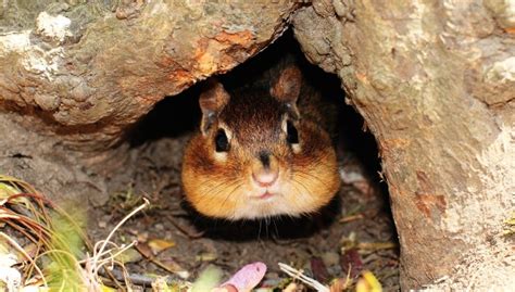 How To Fill Chipmunk Holes 4 Easy Methods To Fill Their Tunnel