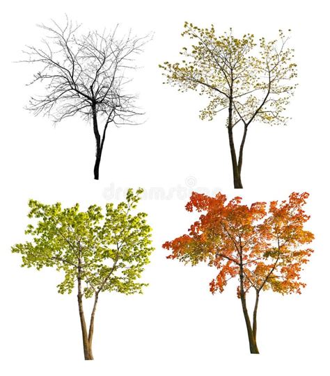Four Seasons Maple Tree Isoalted On White Stock Image Image Of Summer