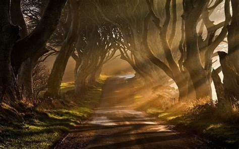 P Mist Sun Rays Ireland Grass Sunrise Road Trees Landscape Rays Sun Nature Shrubs