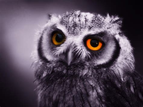 50 Bing Wallpaper Owl Wallpapersafari