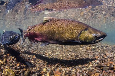 Largest Chinook Salmon Disappearing From West Coast Uw News