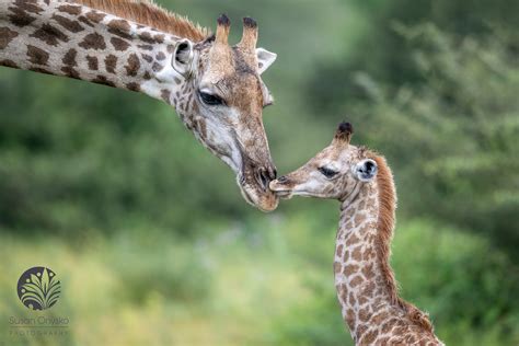 giraffe kisses susan onysko photography