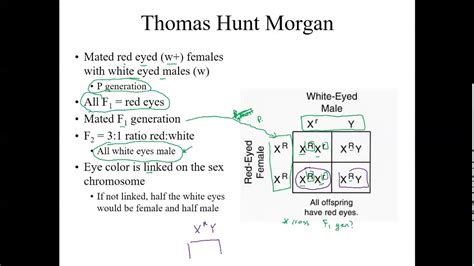 Chapter 15 Sex Linked Traits And Chi Squared Problem Youtube