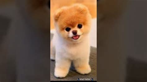 Cutiest Pomeranians Ever Pt3 Youtube