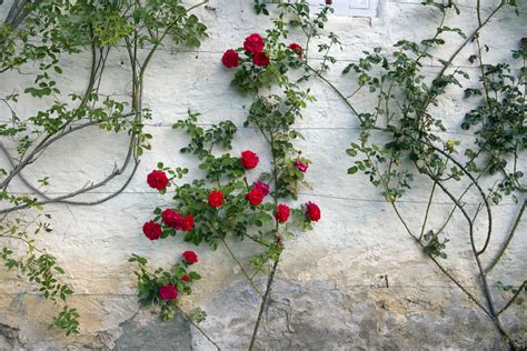 How To Train And Grow Climbing Roses