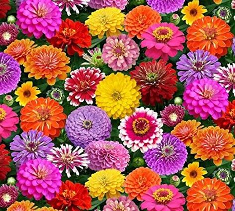 Flowers On The Field Zinnias Flowers Bouquet Elizabeths Etsy