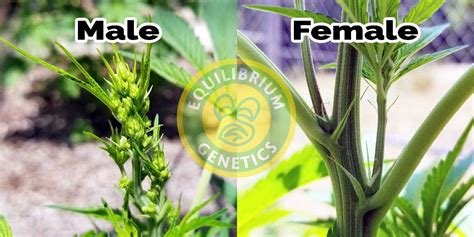 cannabis les différences entre les plantes mâles et femelles budsplug