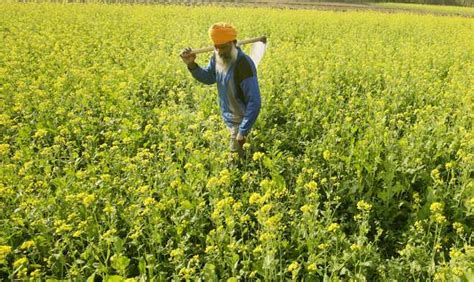 Gm Mustard Crop Green Nod A Step Towards Making Farmers Future Ready
