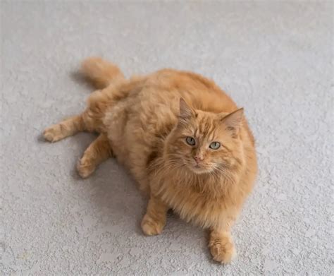 Top 17 Most Gorgeous Orange Cats Cathour Cat Blog