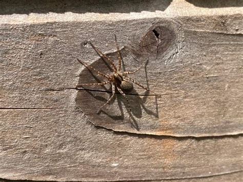 Aus diesem grund sind auch die … wenn der mensch schläft, ist das gesicht geschützt. Was für eine Spinne ist das? Genaue Bezeichnung? (Art ...