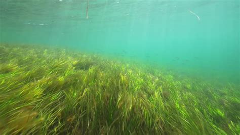 Sea Grass Meadows Underwater Seagrass Stock Footage Video 100