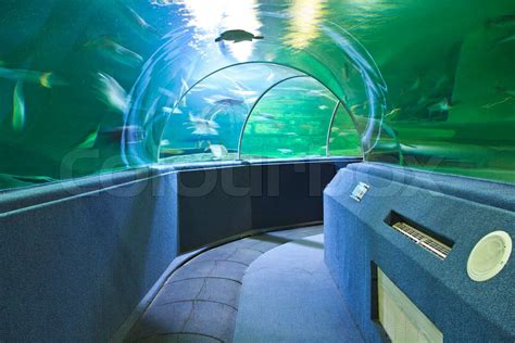 Aquarium Underwater Tunnel Stock Image Colourbox