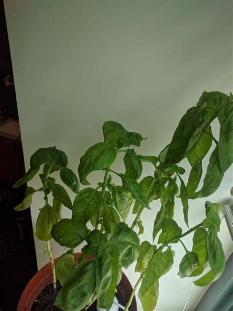 Help Whats Wrong With My Basil Rgardening