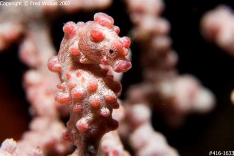 Fred Wobus Photography Pygmy Seahorse