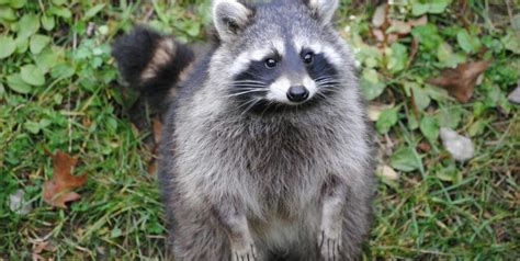 Do Raccoons Hibernate A Winter Survival Story