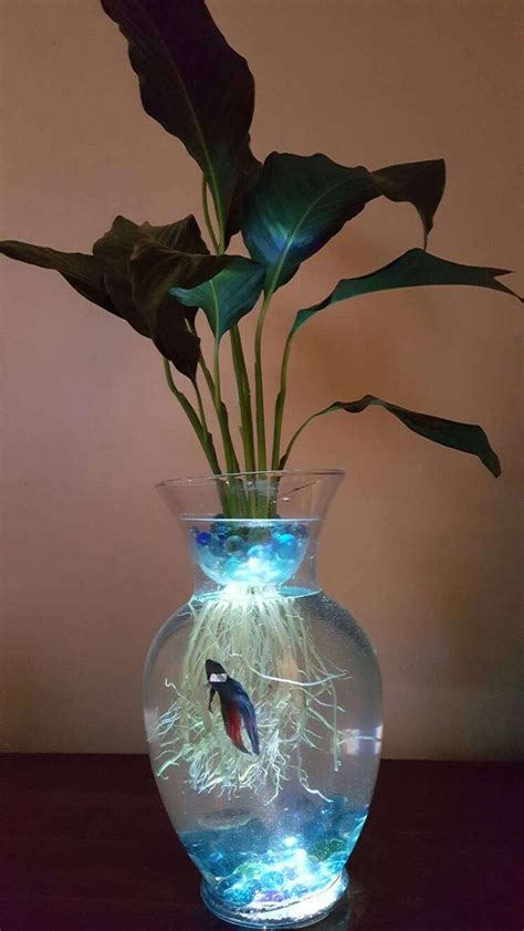 Awasome Peace Lily In Water With Betta Fish References