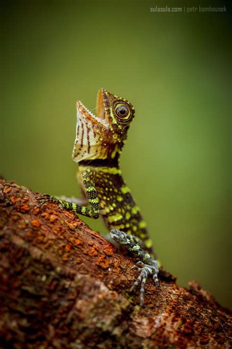 Via 500px Photo Bornean Angle Headed Lizard By Petr Bambousek Les
