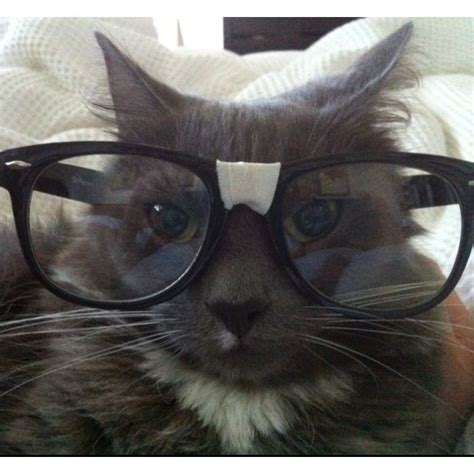 Nerd Cat Silly Cats Pictures Silly Cats Funny Cute Cats