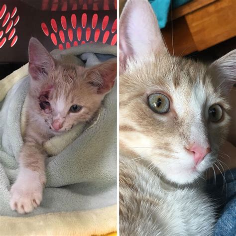 Fotos Antes Y Despúes De Gatos Rescatados Que Te Alegrarán El Día 20