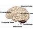 Understanding Normal Brain Anatomy Key To Learning About Severe TBI