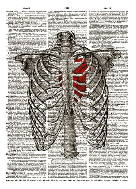 Human Heart Inside Rib Cage Dictionary Art Print No 9 Dictionary Art