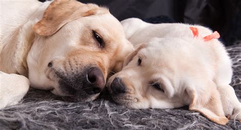 It's ideal to leave puppies with their mother until 12 weeks. When Can Puppies Leave Their Mother - When To Take Your ...