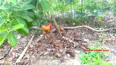 Gallo Pisando Gallina Chicken Mating Youtube