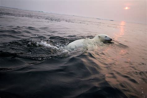 Polar Bear Swimming In Hudson Bay Canada Paul Souders Worldfoto