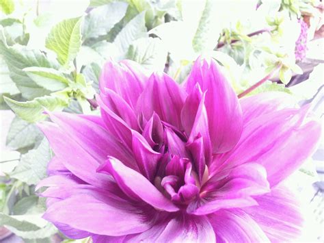 Christines geheimer Garten... - Vintage Treasure