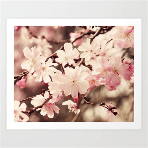 Cherry Blossom Art Print By Erin Johnson Society6