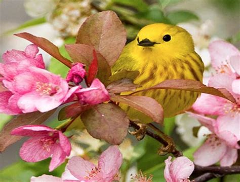Birds And Blooms Birdsblooms Twitter