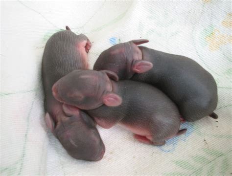 Newborn Rabbits Like These Cottontail Babies Are Born Without Fur And