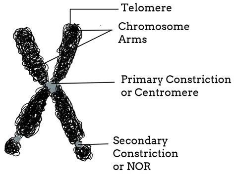 Describe The Structure Of The Chromosome With A Suitable Diagram