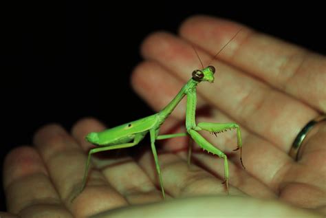 Praying Mantis Appreciation Thread